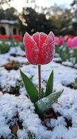 A frosted red tulip amidst snow-covered ground. photo