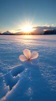 A flower on snow at sunrise. photo