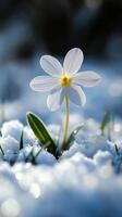 A delicate flower blooming in the snow. photo