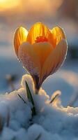 A crocus flower blooming through the snow. photo