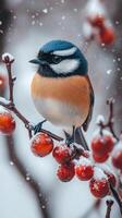A lone beauty colorful bird perched on snowy branches. photo