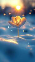 A flower blooming in snow at sunrise. photo