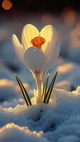 A crocus flower emerging from snow. photo