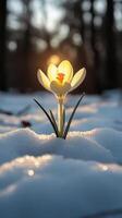 A crocus flower blooming in the snow. photo