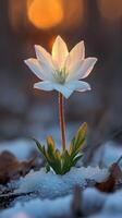 A delicate white flower blooming in the snow. photo