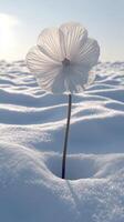 A delicate flower emerging from snowy terrain. photo