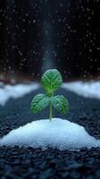 A green plant emerging from snow on a gravel path. photo