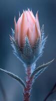 A delicate pink flower bud surrounded by soft foliage. photo