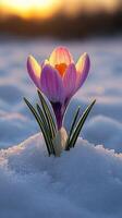 A crocus flower blooming in the snow at sunset. photo