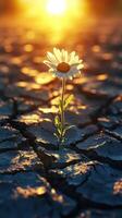 A daisy grows in cracked earth at sunset. photo