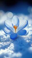 A delicate blue flower on a snowy background. photo