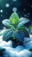 A plant with dew nestled in snow. photo