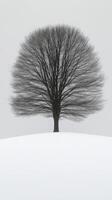 A solitary tree on a snowy hill. photo