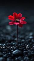 A solitary red flower stands against a dark backdrop. photo