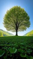 A solitary tree surrounded by lush greenery. photo