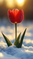 A red tulip blooming in the snow at sunset. photo
