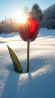 A red tulip blooming in snowy landscape. photo