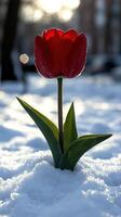 A red tulip blooming in the snow. photo