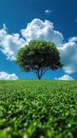 A tree on a grassy hill under blue skies. photo