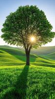 A solitary tree basking in sunlight on green hills. photo