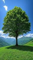 A solitary tree on a lush green hilltop. photo