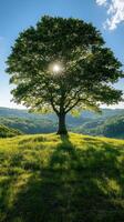 A solitary tree on a hillside with sunlight. photo