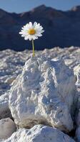A single daisy growing from a rock in nature. photo