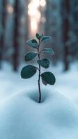 A small plant emerging from snow in a forest. photo