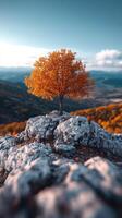 A solitary tree atop a rocky hill in autumn. photo