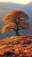 A solitary tree with vibrant autumn foliage. photo