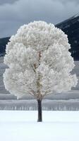 A solitary frost-covered tree in a winter landscape. photo