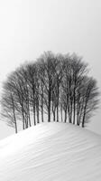 A serene winter landscape with silhouetted trees. photo