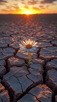 A single flower blooms on cracked earth at sunset. photo