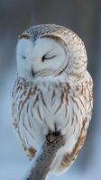 A serene owl perched in a snowy landscape. photo