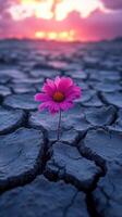 A pink flower blooms in cracked earth at sunset. photo