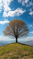 A solitary tree on a grassy hill under a clear blue sky. photo