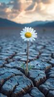 A solitary flower grows in cracked earth. photo