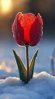 A red tulip emerging from snow in sunlight. photo
