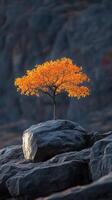 A solitary tree with vibrant orange leaves on a rock. photo