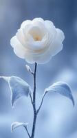 A serene white flower against a soft blue background. photo