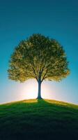 A solitary tree atop a grassy hill at sunset. photo
