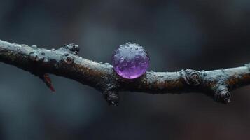 A purple droplet on a branch in nature. photo