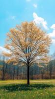 A solitary tree with golden leaves in a field. photo