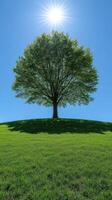 A solitary tree on a grassy hill under sunlight. photo