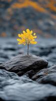 A lone yellow tree stands on a rocky surface. photo