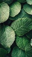 photo Close-up of textured green leaves.
