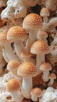 Cluster of small mushrooms with orange caps. photo