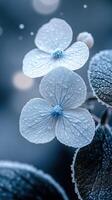 Delicate blue flowers with dew on leaves. photo