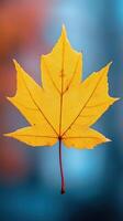 Vibrant yellow maple leaf against a blurred background closeup photo