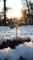 A sprouting plant emerges from snowy ground. photo